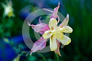 Pink and Yellow Aquilegia Flower in Close-Up