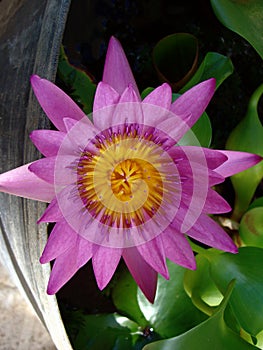 Pink and yellow blooming lotus flower in a pot