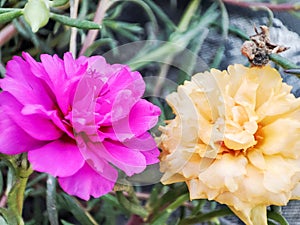 Pink and yellow blooms appear close up