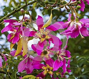 Pink Yellow Blossums Flowers Sea of Galilee Israel