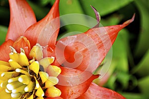 Pink and Yellow Bromeliad Hawaii