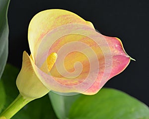 Pink and yellow calla lily
