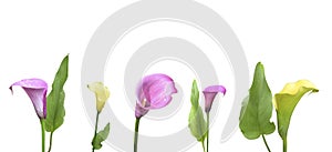 Pink and yellow callas, isolated on a white background. Flowers and leaves