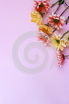 Pink and yellow chrysantemum flower on pink paper background
