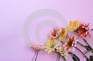 Pink and yellow chrysantemum flower on pink paper background