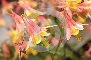 pink and yellow colombine flowers, a group on a bush, photo