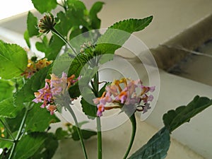 Pink and Yellow Color Camara Lantana Flower with Green Leaves Background