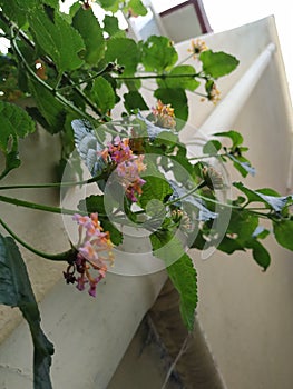 Pink and Yellow Color Camara Lantana Flower with Green Leaves Background