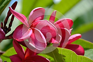 Pink-Yellow color flower of Pagoda or Temple tree Plumeria rubra L., Apocynaceae in Brazil.