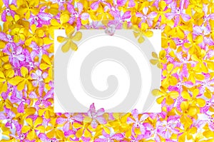 Pink and yellow color orchids with blank white square space for text.