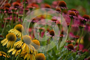 Pink and Yellow Coneflowers