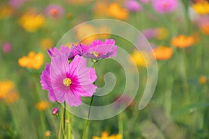Pink and yellow cosmos flower field background.Beautiful cosmos flower natural garden in countryside.Flower field in summer