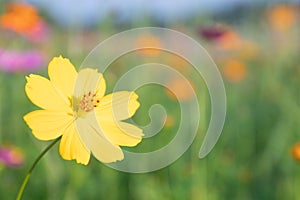 Pink and yellow cosmos flower field background.Beautiful cosmos flower natural garden in countryside.Flower field in summer