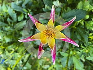 Pink and Yellow Dahlia