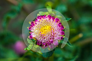 Pink and yellow dahlia flower closeup