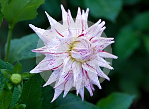 Pink and yellow Dahlia flower in full bloom closeup