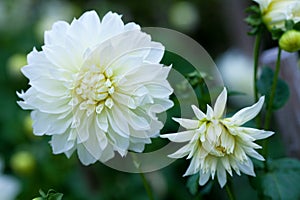 Pink and yellow Dahlia flower in full bloom closeup