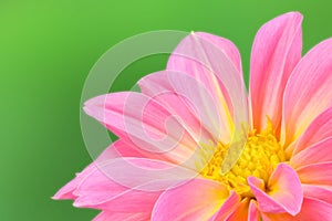 Pink and yellow dahlia flower on green background