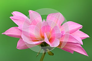 Pink and yellow dahlia flower on green background