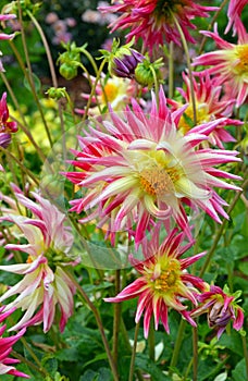 Pink and yellow dahlia flowers