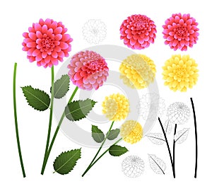 Pink and Yellow Dahlia with Outline isolated on White Background. Mexico`s national flower. Vector Illustration photo