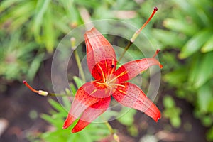 Pink and Yellow Day-lily Blossoms