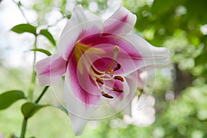 Pink and Yellow Day-lily Blossoms