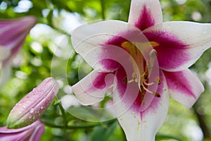 Pink and Yellow Day-lily Blossoms