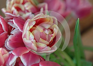 pink and yellow double-flowered tulip in a bouquet
