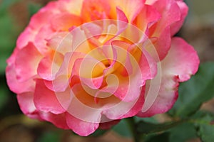 Pink And Yellow Dream Come True Rose
