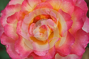 Pink And Yellow Dream Come True Rose