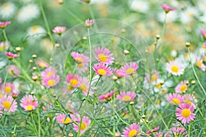 Pink yellow flower blooming with green leaf background