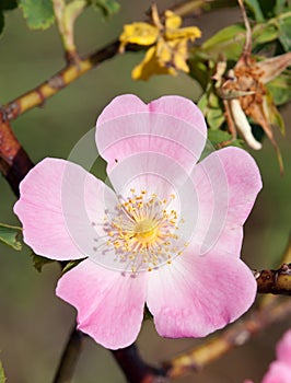 Pink and yellow flower of dog-rose