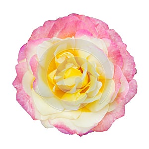 Pink-yellow flower of rose isolated on a white background