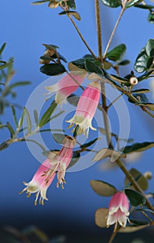 Pink and yellow flowers of the Australian Correa variety Federation Belle, family Rutaceae. Common name is Native Fuchsia