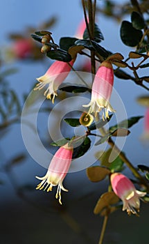 Pink and yellow flowers of the Australian Correa variety Federation Belle, family Rutaceae. Common name is Native Fuchsia