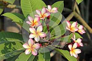 Pink-yellow flowers of plumeria on the branch in the park.