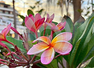 Pink and yellow frangipani flowers isolated on a summer resort background