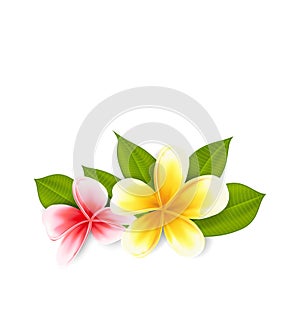 Pink and yellow frangipani (plumeria), exotic flowers isolated