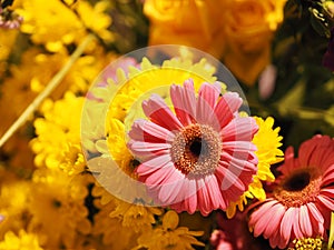 Pink and yellow Gerbera , Barberton daisy flower on bush background