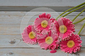 Pink yellow gerbera daisies in a border row on grey old wooden shelves background with empty copy space