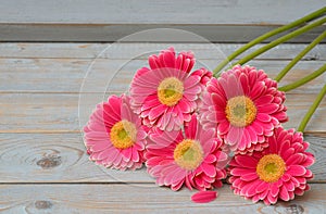 Pink yellow gerbera daisies in a border row on grey old wooden shelves background with empty copy space