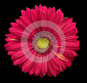 Pink-yellow gerbera flower, black isolated background with clipping path. Closeup. no shadows. For design.