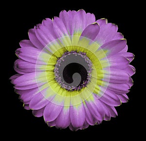 Pink-yellow gerbera flower black isolated background with clipping path. Closeup. no shadows. For design