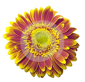 Pink-yellow gerbera flower on a white isolated background with clipping path. Closeup. For design.