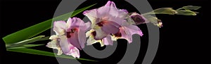 Pink and yellow gladiolus flower isolated on black
