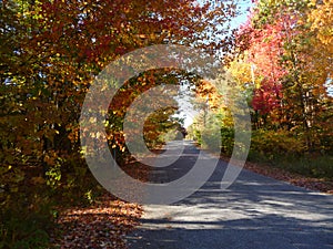 Pink yellow, & green trees on a long road