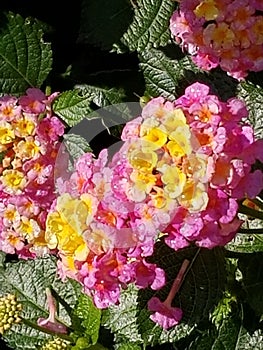 Pink and Yellow Happy Flowers