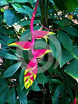 Pink and yellow Heliconia flower spotted in Dominical