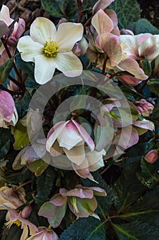 Pink and yellow hellebores in bloom